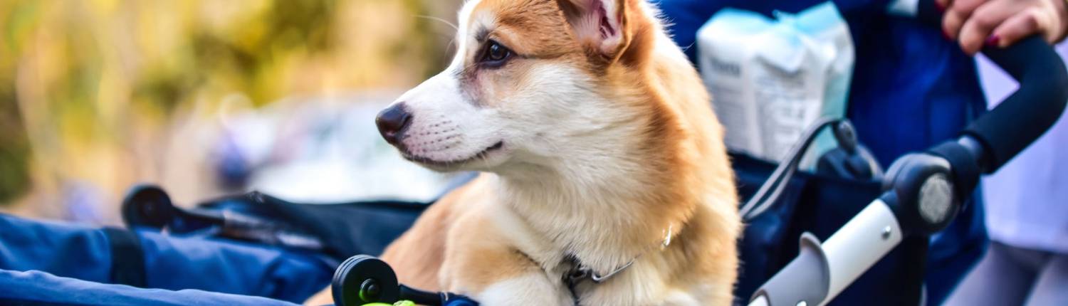 hondenbuggy outlet hond