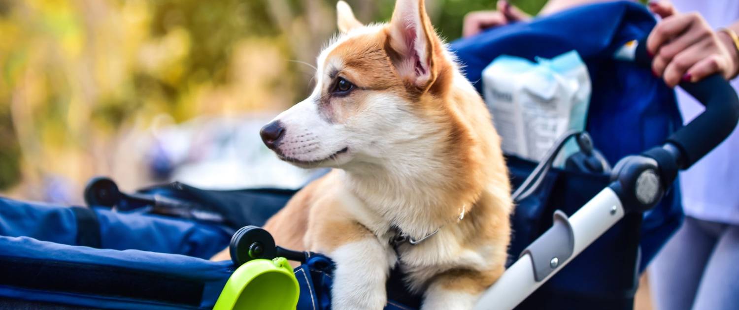 hondenbuggy outlet hond